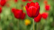A tulipa vermelha simboliza esperança e solidariedade na luta contra a Doença de Parkinson, adotada oficialmente em 2005. - Foto: Divulgação