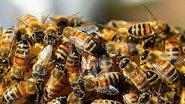 Mulher atacada por enxame em Parnamirim levou mais de 1,5 mil picadas e segue em estado grave. - Foto: Agência Brasil