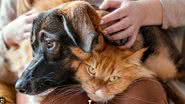 O cadastro inclui dados detalhados dos tutores e animais, promovendo a proteção e bem-estar dos pets no Brasil. - Divulgação