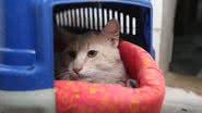 Nos dias 26 e 27 de abril, Parnamirim promove evento para conscientizar sobre maus-tratos e cuidados com animais. - Foto: Agência Brasil