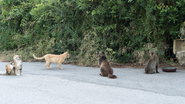 Objetivo é sensibilizar motoristas para evitar atropelamentos de animais nas vias públicas - Reprodução/Freepik