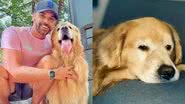 Com a aprovação da 'Lei Joca', companhias aéreas devem oferecer transporte para pets, garantindo segurança e responsabilidade. - Divulgação