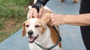 Cães serão protegidos - Fonte: Reprodução