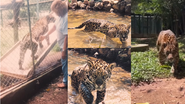 Morre Sansão: o rei das onças-pintadas e ícone da natureza brasileira - Reprodução
