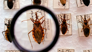 Projeto-piloto leva diagnóstico e tratamento da doença de Chagas ao Sertão - Reprodução
