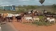 Ainda segundo a companhia, equipes operacionais já instalaram travessas e barreiras físicas para impedir a passagem de animais em trechos críticos - Reprodução/Internet