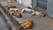 O Ministério Público ainda reforça que a execução das medidas é essencial para proteger a saúde pública e garantir o bem-estar animal - Reprodução/PetLove