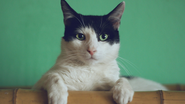 Reprodução/ Unsplash