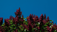 Reprodução/ Unsplash
