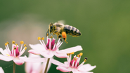 Reprodução/ Unsplash