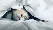 Reprodução/ Unsplash