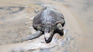 Tartaruga marinha foi encontrada morta na praia de Pirangi, em Parnamirim. - Imagem: Alex Otton