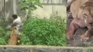 Estruturas de segurança do parque superam normas do IBAMA, mas invasão foi rápida e inesperada. - Reprodução/Redes sociais