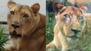 Cenas do vídeo mostram a leoa do Zoológico da Bica como um animal dócil, interagindo de forma tranquila com os cuidadores e visitantes.