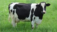 Com o resgate  do animal concluído, o trânsito voltou a fluir de forma normal na área - Reprodução/Taxonomia
