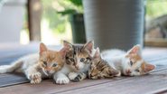 Os documentos anexados ao processo mostram que os animais vivem em situação de maus-tratos por negligência - Reprodução/Optimum