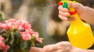 O inseticida de arruda é produzido a partir da maceração das folhas da planta misturadas com água e álcool comum - Reprodução/Deposit Pohotos