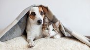 Reprodução/Adobe Stock