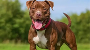 Imagem: Prodog Raw