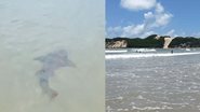 reprodução internet