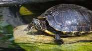Reprodução/Freepik