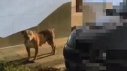 PM/Reprodução