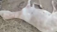 Imagem Após massacre de 150 frangos, cães atacam novamente e matam 14 cabras no RN; veja vídeo