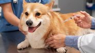 Reprodução/HOSPVET