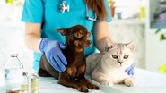 Reprodução/Matsuda Pet