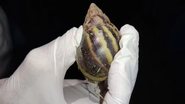 ICMBio Noronha/Divulgação