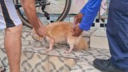 Imagem Campanha Antirrábica 2026: saiba onde vacinar cães e gatos neste sábado (15) em Natal