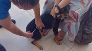 Reprodução/SMS