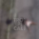 Foto: Portal da Tropical