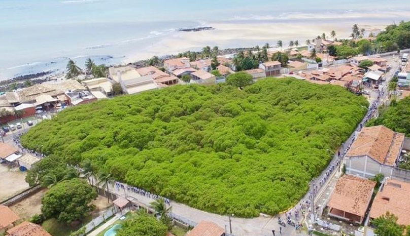 Cajueiro de Pirangim, em Parnamirim, é o maior do mundo / Foto: Canindé Soares