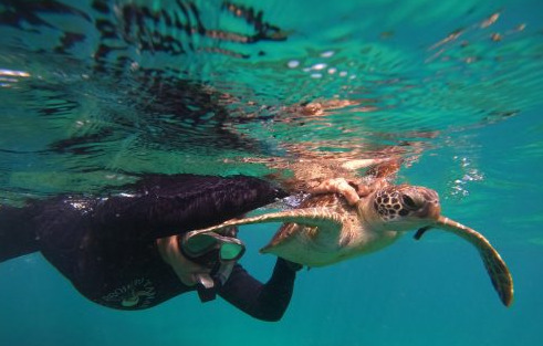 De acordo com o ICMBio, o ato de tocar ou interagir com a tartaruga pode causar estresse, ferimentos e alterações no comportamento da fauna marinha. Imagem ICMBio.