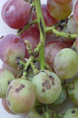 uvas praga