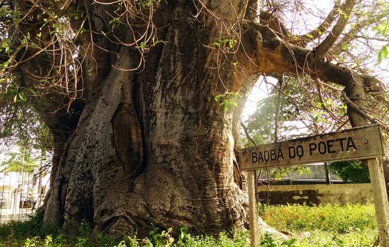 baobá
