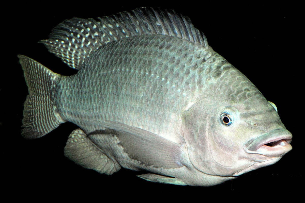 Foto: Wikimedia Commons