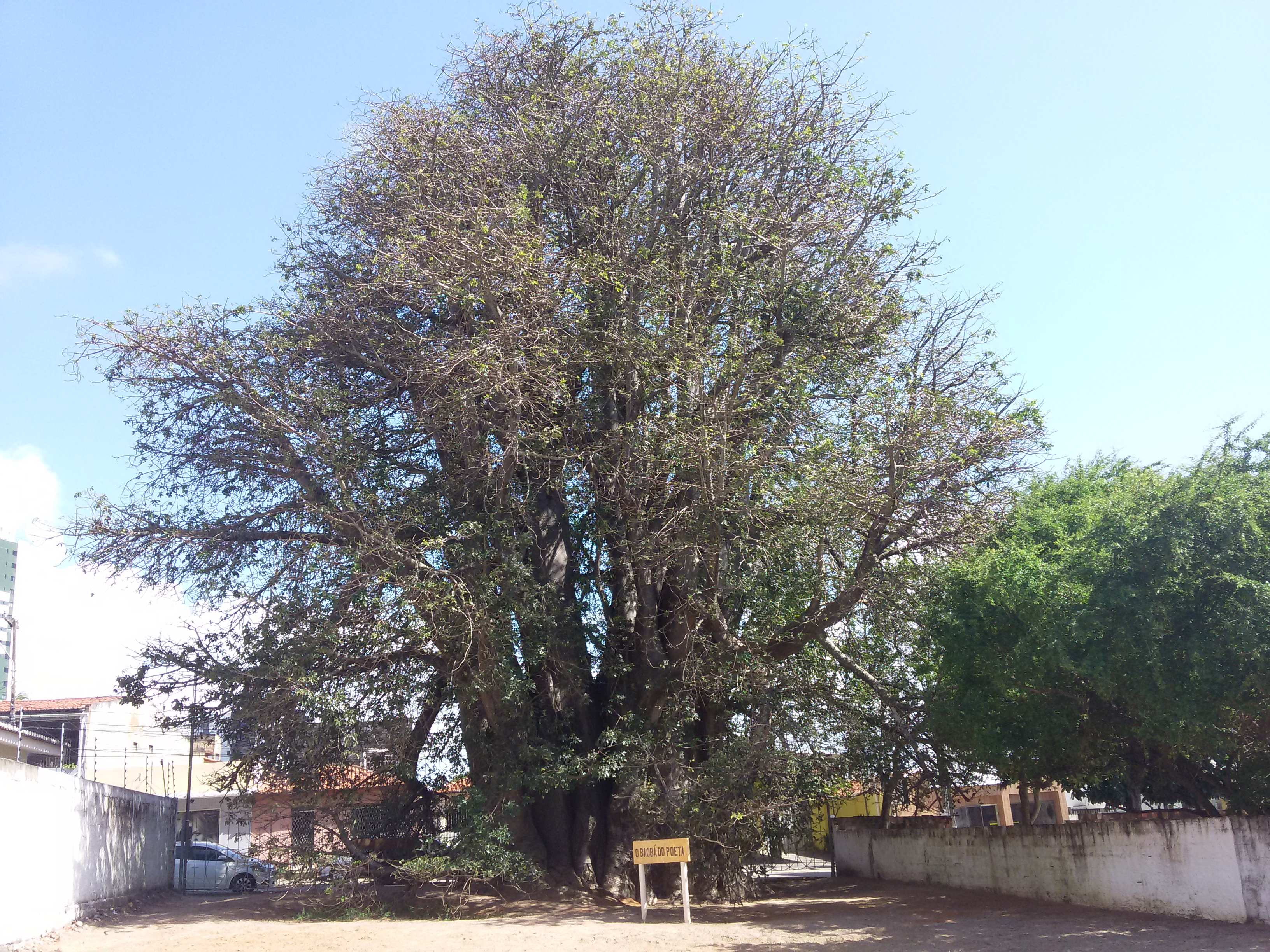 O Baobá do Poeta fica na Rua São José, em Lagoa Seca
