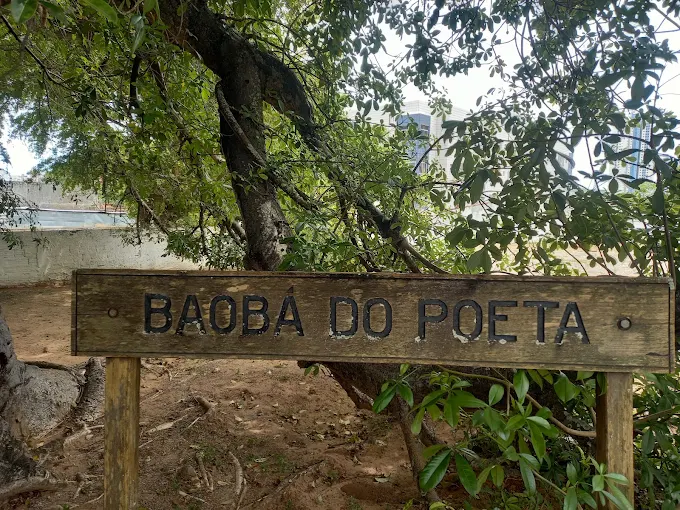 Baobá do Poeta / Foto: Ana Lídia