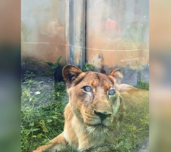 O animal apresentava sinais claros de estresse e choque após o episódio, o que exigiu maior cautela da equipe na contenção e recondução ao local protegido. Imagem internet.