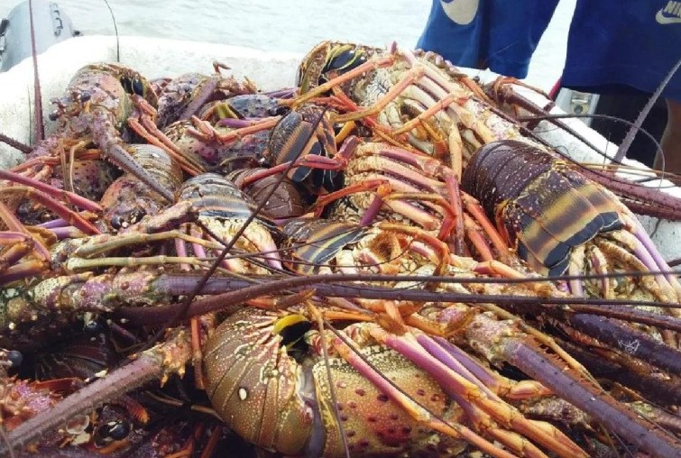 Um dos pontos mais contundentes da declaração são os números da pesca comercial: entre 7,6 e 76 trilhões de camarões são capturados e abatidos anualmente no mundo. Imagem internet.