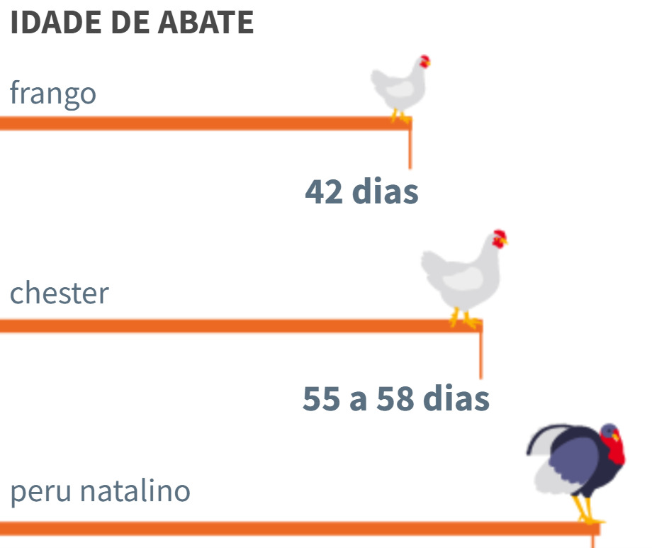 Atualmente, o Chester é abatido com cerca de 55 a 58 dias, enquanto o frango comum costuma ser abatido por volta dos 40 dias. O peso final varia entre 4 e 4,5 kg.