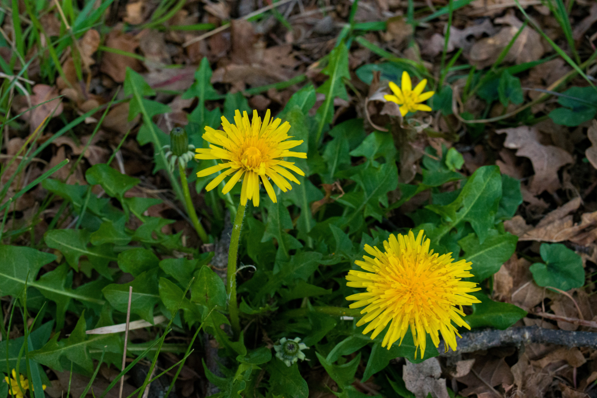 Foto: Unsplash