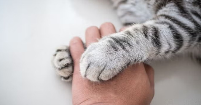 Moradores identificaram que um dos gatos capturados não era errante, mas animal de estimação de um casal de advogados que reside no condomínio. Imagem meramente ilustrativa.