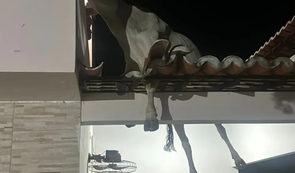 A vaca "famosa" que acabou presa no telhado de uma residência em plena área urbana e precisou ser retirada com a ajuda de populares e de um caminhão.