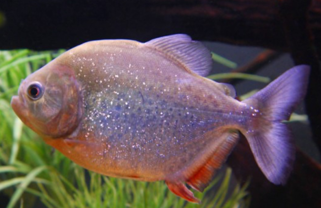 Nessa fase, os peixes se tornam mais agressivos por estarem protegendo os ninhos e os filhotes, atacando quando percebem qualquer ameaça.