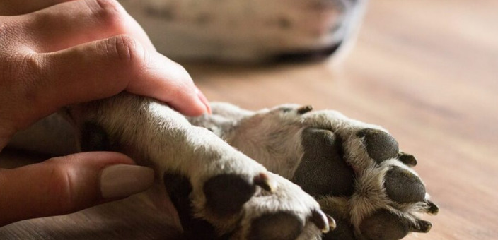 Para autorizar o sepultamento ou a cremação, será obrigatória a apresentação de laudo emitido por médico-veterinário contendo informações detalhadas sobre o óbito.