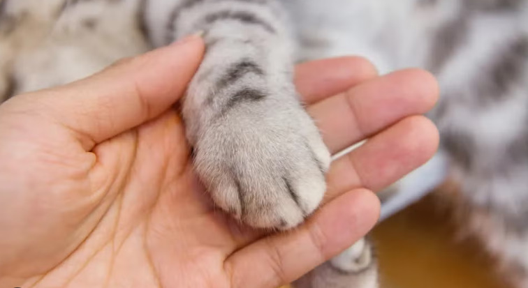 A capital potiguar passou a permitir oficialmente que animais domésticos sejam sepultados ou cremados em cemitérios públicos e privados.
