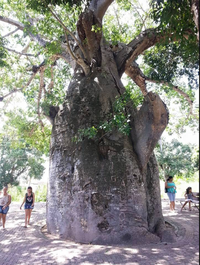 Segundo a gestão municipal, a árvore havia passado por poda preventiva no ano passado, realizada pelo Corpo de Bombeiros Militar do Rio Grande do Norte a pedido da Secretaria Municipal de Meio Ambiente e Urbanismo (Semurb).